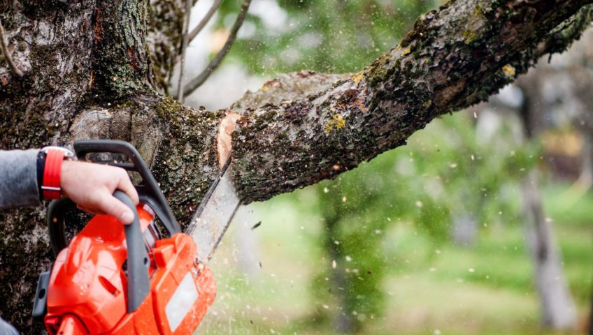 small tree pruning and trimming